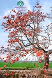 Cây hoa Gạo