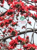 Cây hoa Gạo