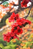 Cây hoa Gạo