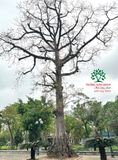 Cây hoa Gạo