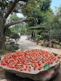 Cây hoa Gạo