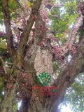 Cây Dâu Da Đất