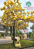 CÂY CHUÔNG VÀNG
