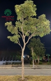 CÂY CHUÔNG VÀNG