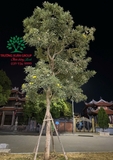 CÂY CHUÔNG VÀNG