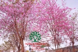 Cây Ban