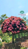 CÂY HOA MẪU ĐƠN TA (TRUYỀN THỐNG)