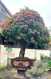 CÂY HOA MẪU ĐƠN TA (TRUYỀN THỐNG)