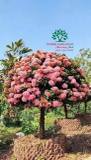 CÂY HOA MẪU ĐƠN TA (TRUYỀN THỐNG)