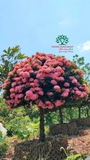 CÂY HOA MẪU ĐƠN TA (TRUYỀN THỐNG)
