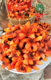 CÂY GẠO