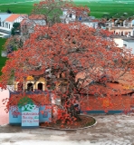 CÂY GẠO