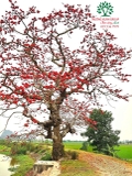 CÂY GẠO