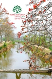CÂY GẠO
