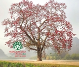 CÂY GẠO