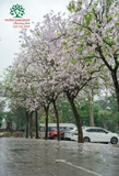 HOA BAN