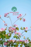 HOA BAN