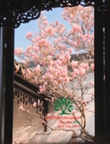 HOA MỘC LAN