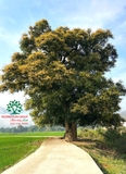 Cây Xoài