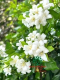 Cây Hoa Nguyệt Quế