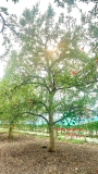 Cây Lựu