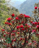HOA ĐỖ QUYÊN