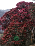HOA ĐỖ QUYÊN