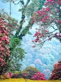 HOA ĐỖ QUYÊN