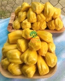 Cây Mít