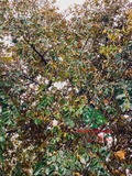 Cây Vú Sữa