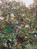 Cây Vú Sữa