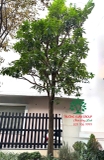 Cây Bưởi