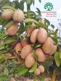 Cây Hồng Xiêm