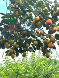 CÂY HỒNG GIÒN