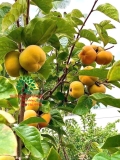 CÂY HỒNG GIÒN
