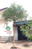 Cây Lựu