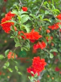 Cây Lựu