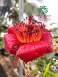 CÂY GẠO