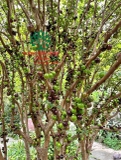 Cây Nho Thân Gỗ