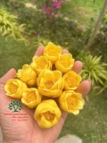 CÂY HOA HẢI ĐƯỜNG