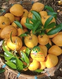 Cây Trứng Gà