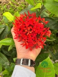 CÂY HOA MẪU ĐƠN TA (TRUYỀN THỐNG)
