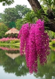 Hoa Lan