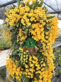 Hoa Lan