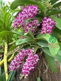 Hoa Lan