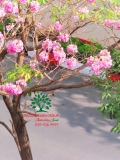 Cây Kèn Hồng