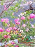 Cây Kèn Hồng