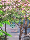 Cây Kèn Hồng