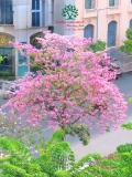 Cây Kèn Hồng