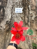 CÂY GẠO